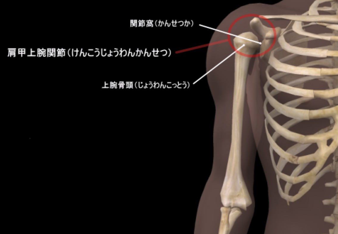 肩関節の分類ー肩甲上腕関節