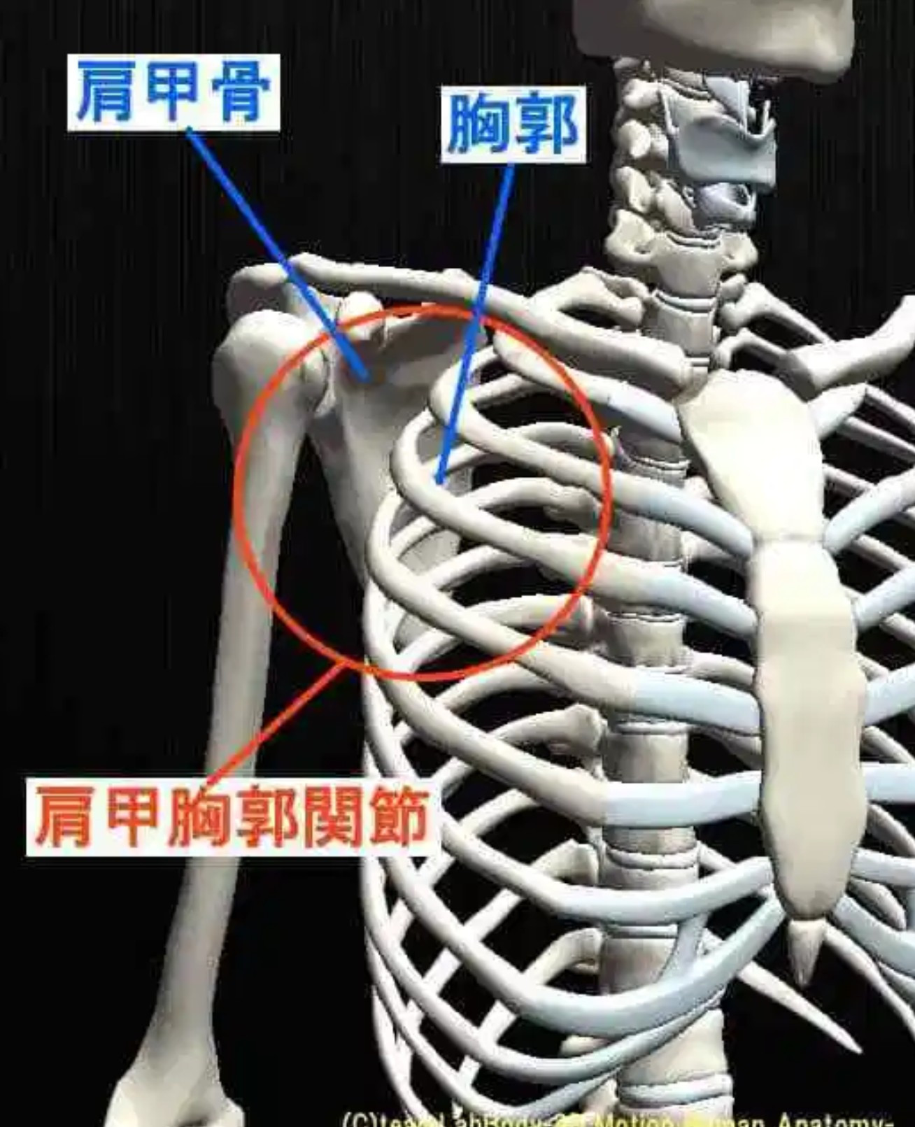 肩関節の分類ー肩甲胸郭関節
