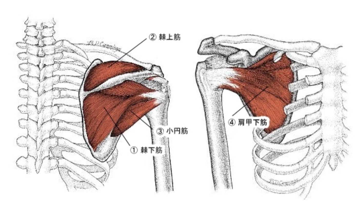 肩関節ー腱板の筋肉について