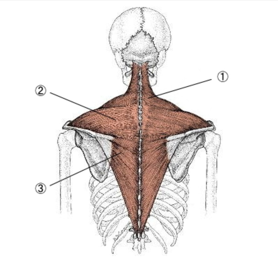 肩関節ー表面につく大きい筋肉
